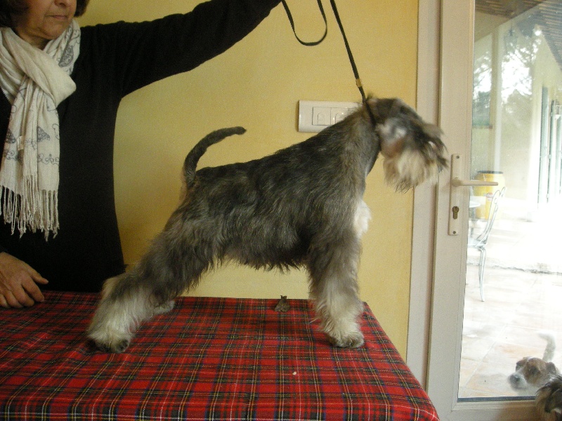 Fidjie De la trevaresse des lauves